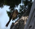 Mockingbird