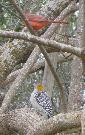 Cardinal and Golden Fronted Woodpecker