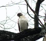 Cooper's Hawk