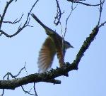 Yellow Billed Cuckoo