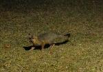 Gray fox