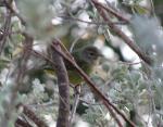 Nashville Warbler