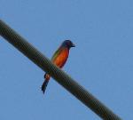 Painted Bunting