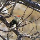 Ruby Crowned Kinglet