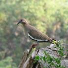 White Winged Dove